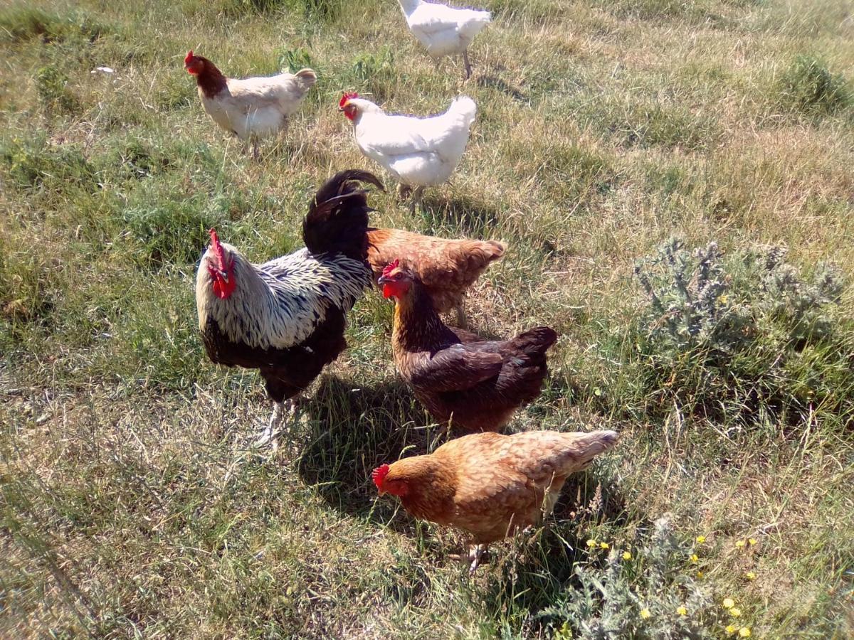 La Ferme D' Emerentine Bacilly ภายนอก รูปภาพ