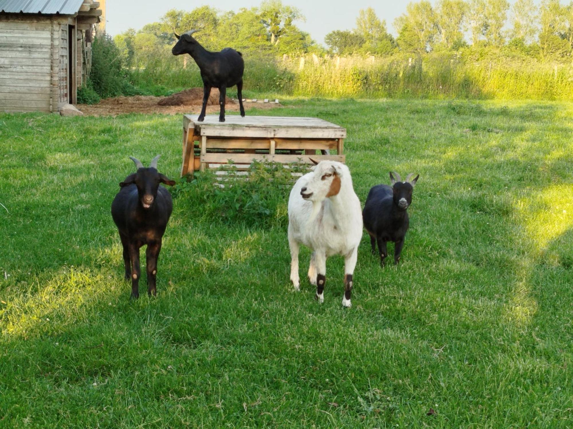 La Ferme D' Emerentine Bacilly ภายนอก รูปภาพ